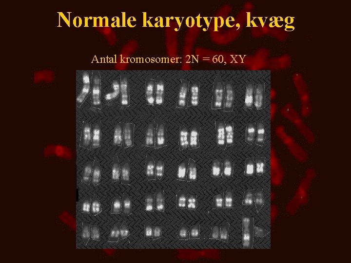 Normale karyotype, kvæg Antal kromosomer: 2 N = 60, XY 