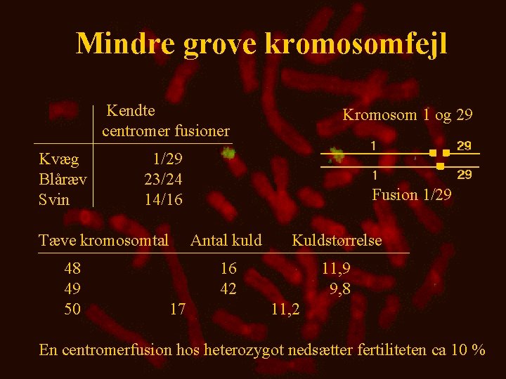 Mindre grove kromosomfejl Kendte centromer fusioner Kvæg Blåræv Svin 1/29 23/24 14/16 Tæve kromosomtal