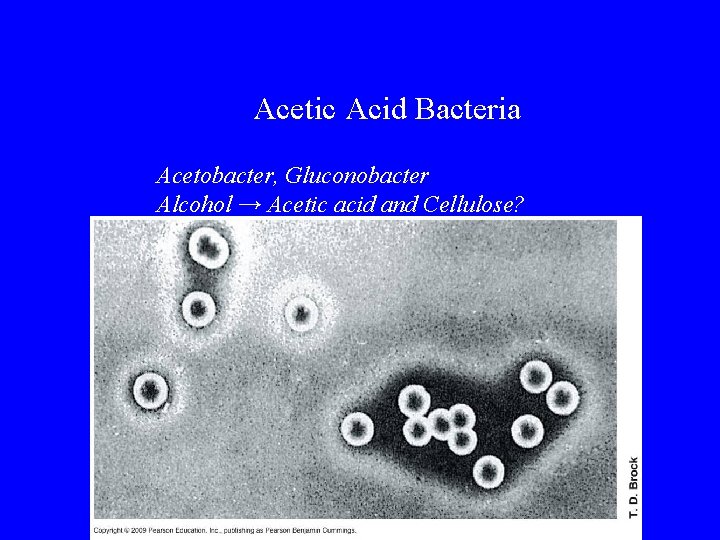 Acetic Acid Bacteria Acetobacter, Gluconobacter Alcohol → Acetic acid and Cellulose? 