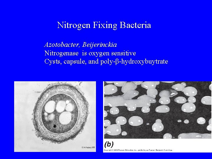 Nitrogen Fixing Bacteria Azotobacter, Beijerinckia Nitrogenase is oxygen sensitive Cysts, capsule, and poly-β-hydroxybuytrate 