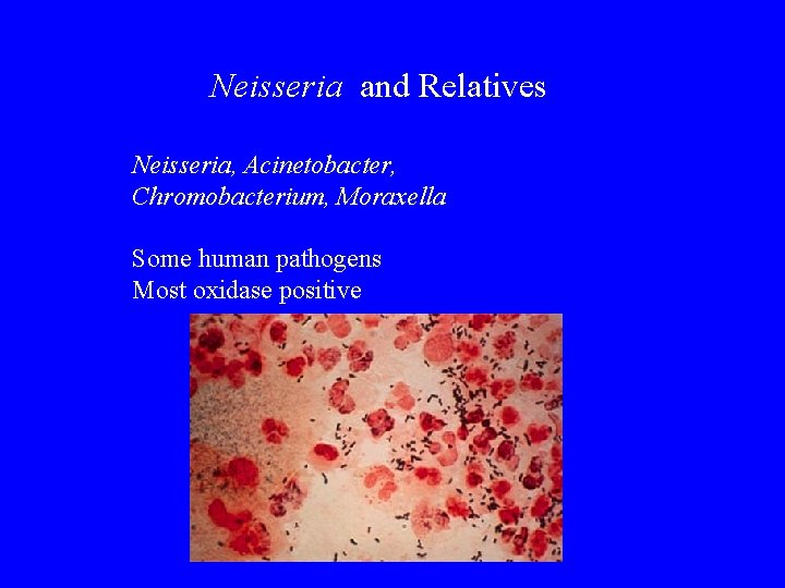 Neisseria and Relatives Neisseria, Acinetobacter, Chromobacterium, Moraxella Some human pathogens Most oxidase positive 