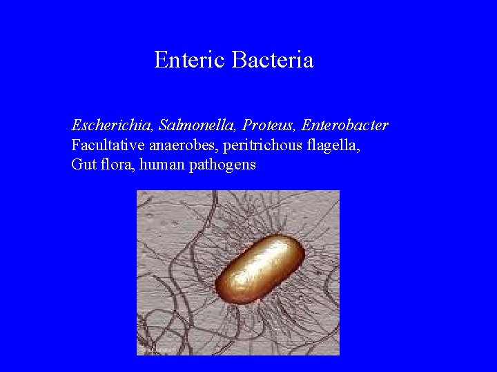 Enteric Bacteria Escherichia, Salmonella, Proteus, Enterobacter Facultative anaerobes, peritrichous flagella, Gut flora, human pathogens