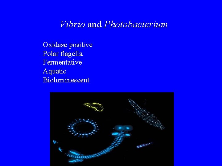 Vibrio and Photobacterium Oxidase positive Polar flagella Fermentative Aquatic Bioluminescent 