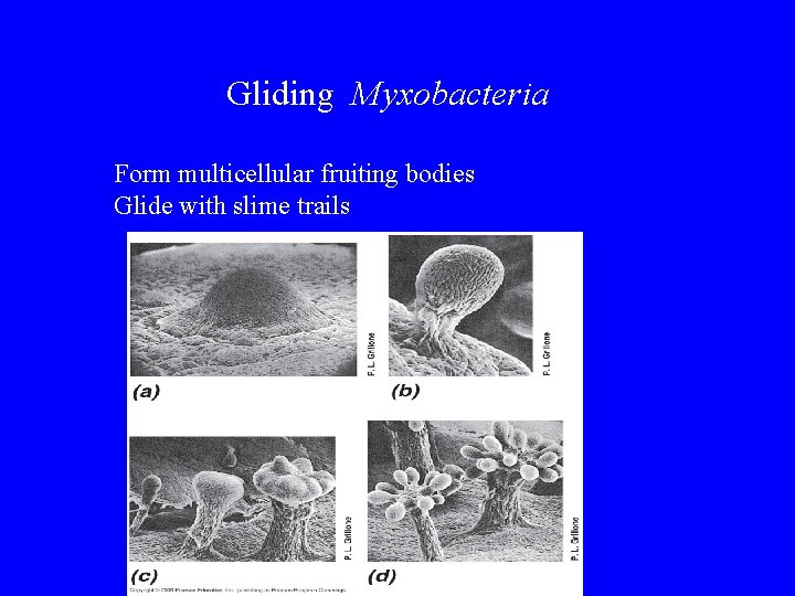 Gliding Myxobacteria Form multicellular fruiting bodies Glide with slime trails 