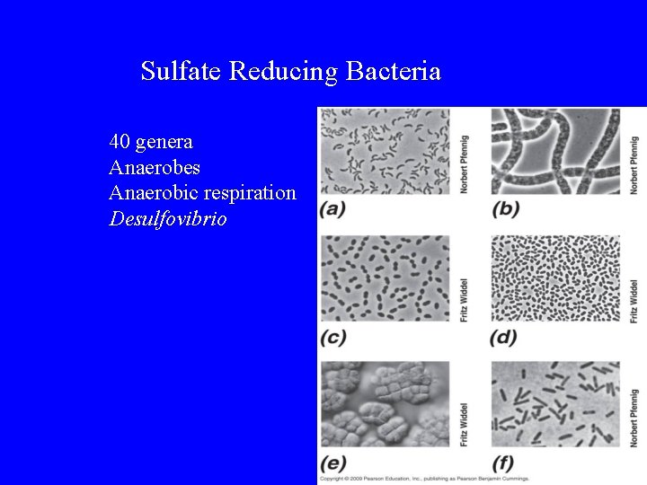 Sulfate Reducing Bacteria 40 genera Anaerobes Anaerobic respiration Desulfovibrio 