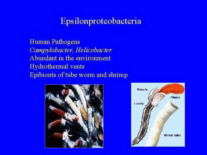 Epsilonproteobacteria Human Pathogens Campylobacter, Helicobacter Abundant in the environment Hydrothermal vents Epibionts of tube