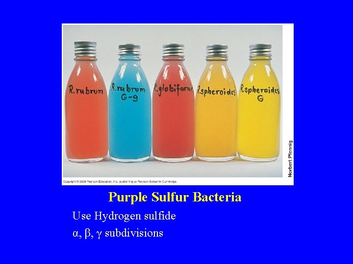 Purple Sulfur Bacteria Use Hydrogen sulfide α, β, γ subdivisions 