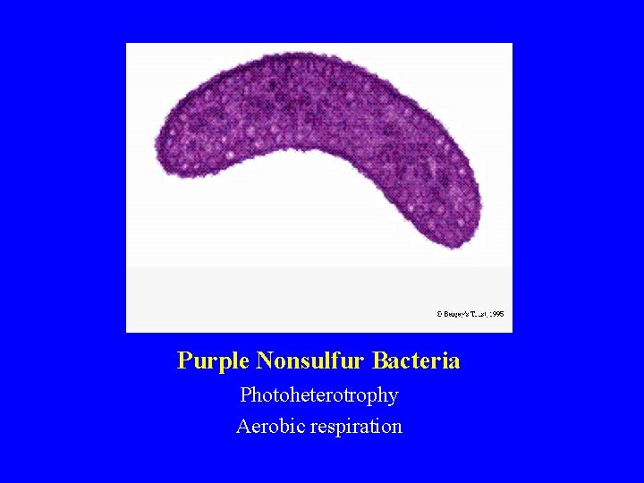 Purple Nonsulfur Bacteria Photoheterotrophy Aerobic respiration 