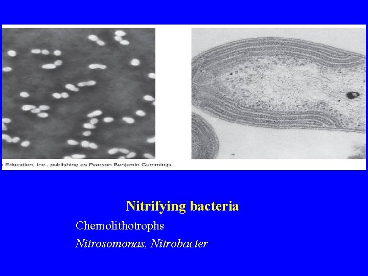Nitrifying bacteria Chemolithotrophs Nitrosomonas, Nitrobacter 
