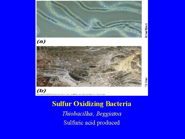 Sulfur Oxidizing Bacteria Thiobacillus, Beggiatoa Sulfuric acid produced 