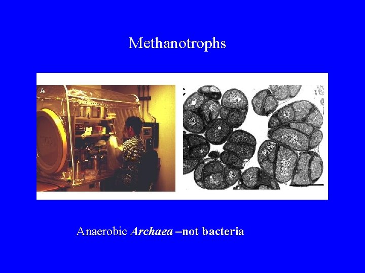 Methanotrophs Anaerobic Archaea –not bacteria 
