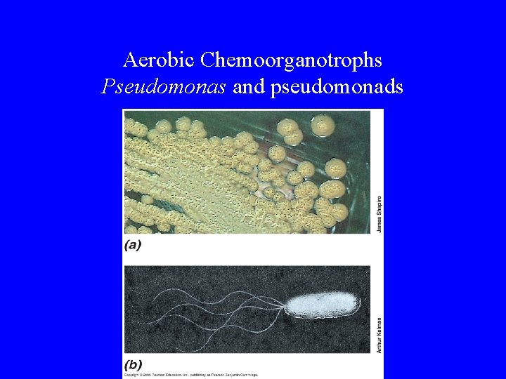 Aerobic Chemoorganotrophs Pseudomonas and pseudomonads 