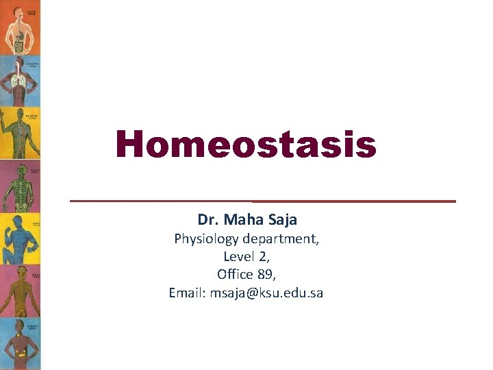 Homeostasis Dr. Maha Saja Physiology department, Level 2, Office 89, Email: msaja@ksu. edu. sa