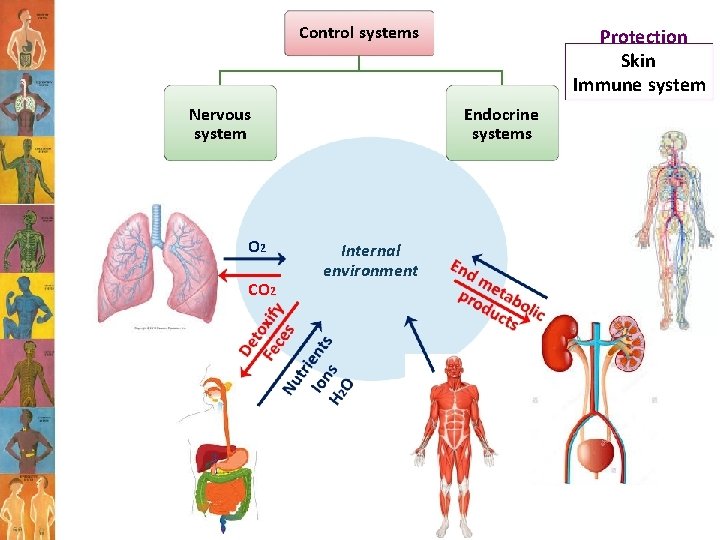 Control systems Nervous system O 2 CO 2 Protection Skin Immune system Endocrine systems Control systems Nervous system O 2 CO 2 Protection Skin Immune system Endocrine systems