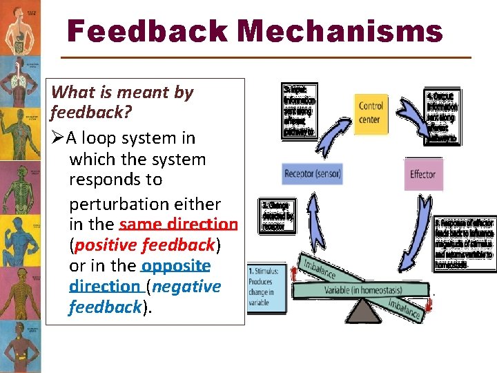 Feedback Mechanisms What is meant by feedback? A loop system in which the system