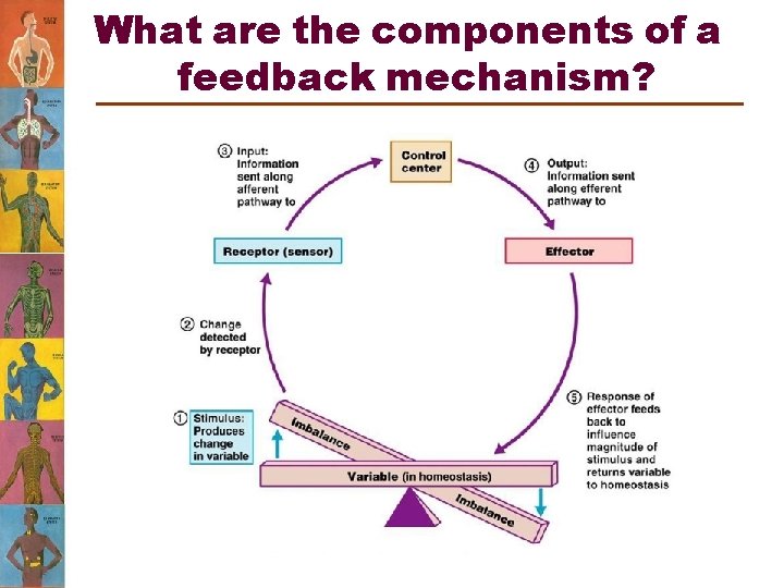 What are the components of a feedback mechanism? 