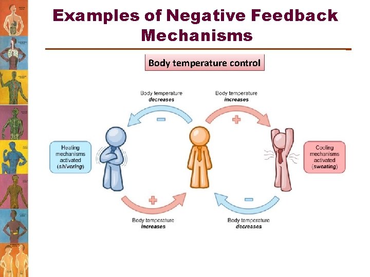 Examples of Negative Feedback Mechanisms Body temperature control 