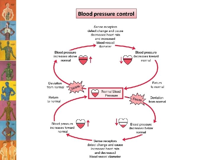 Blood pressure control 