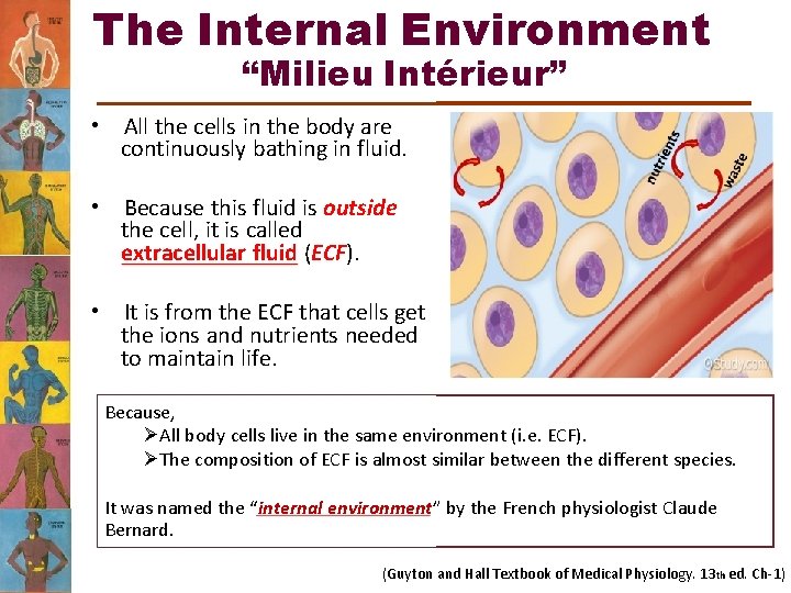 The Internal Environment “Milieu Intérieur” • All the cells in the body are continuously