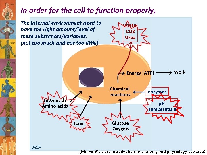 In order for the cell to function properly, The internal environment need to have