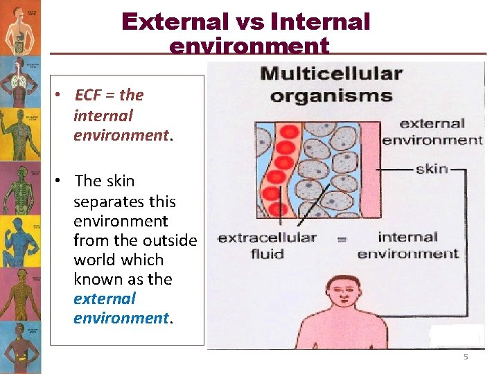 External vs Internal environment • ECF = the internal environment. • The skin separates