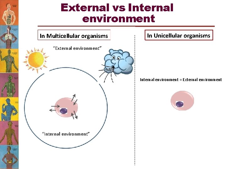 External vs Internal environment In Multicellular organisms In Unicellular organisms “External environment” Internal environment