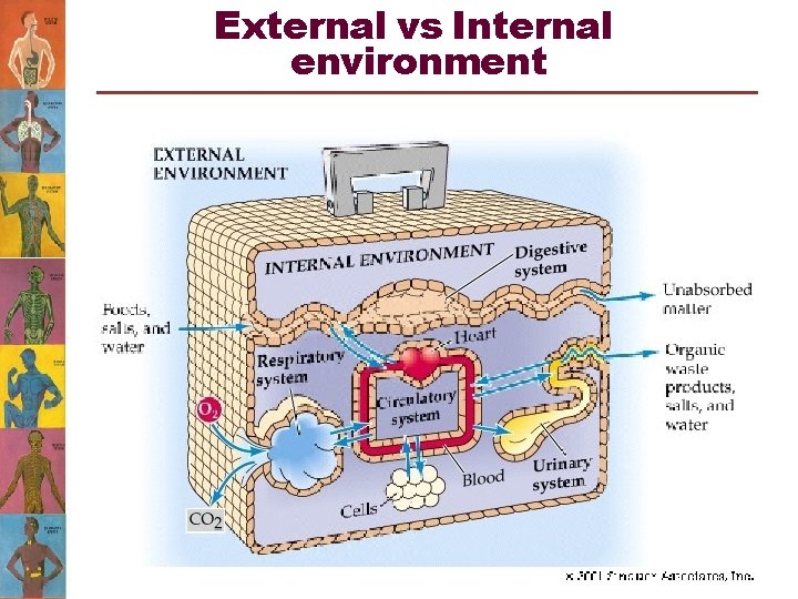 External vs Internal environment 