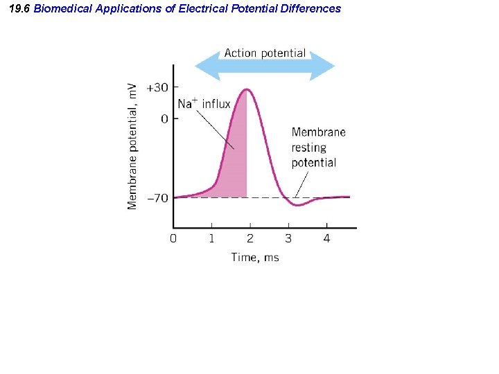 19. 6 Biomedical Applications of Electrical Potential Differences 19. 6 Biomedical Applications of Electrical Potential Differences