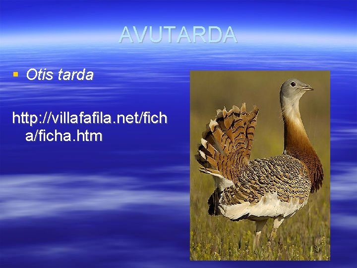 AVUTARDA Otis tarda http: //villafafila. net/fich a/ficha. htm 