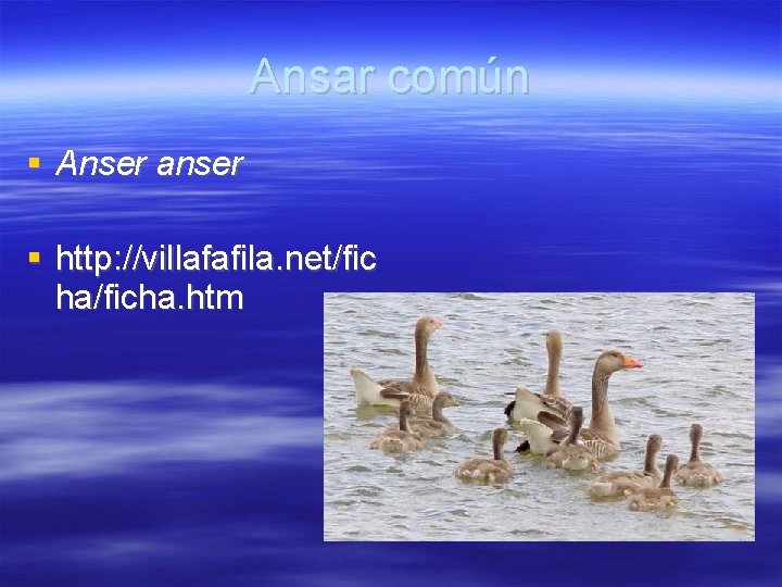 Ansar común Anser anser http: //villafafila. net/fic ha/ficha. htm 