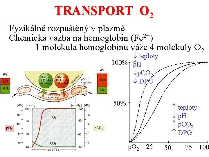 TRANSPORT O 2 Fyzikálně rozpuštěný v plazmě Chemická vazba na hemoglobin (Fe 2+) 1