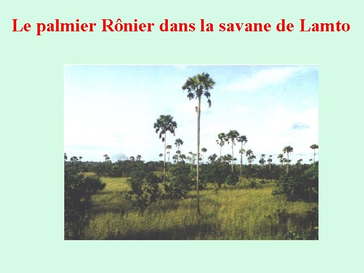 Le palmier Rônier dans la savane de Lamto 