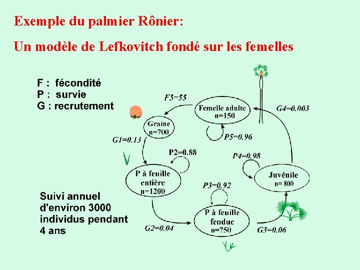 Exemple du palmier Rônier: Un modèle de Lefkovitch fondé sur les femelles 