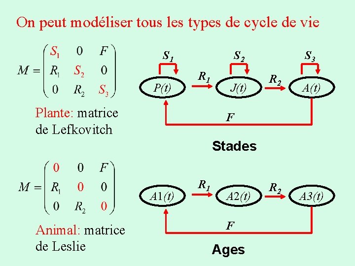 On peut modéliser tous les types de cycle de vie S 1 P(t) S