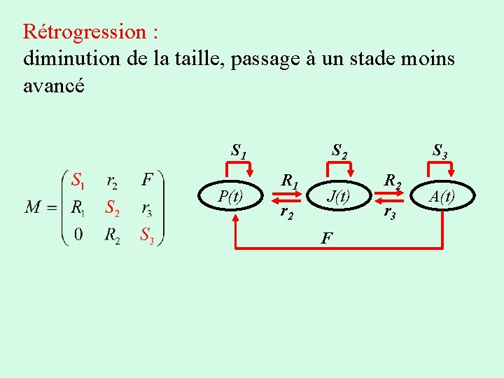 Rétrogression : diminution de la taille, passage à un stade moins avancé S 1