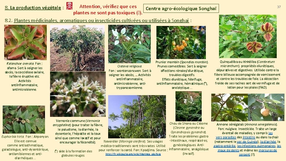Attention, vérifiez que ces Centre agro-écologique Songhaï plantes ne sont pas toxiques (!). 8.