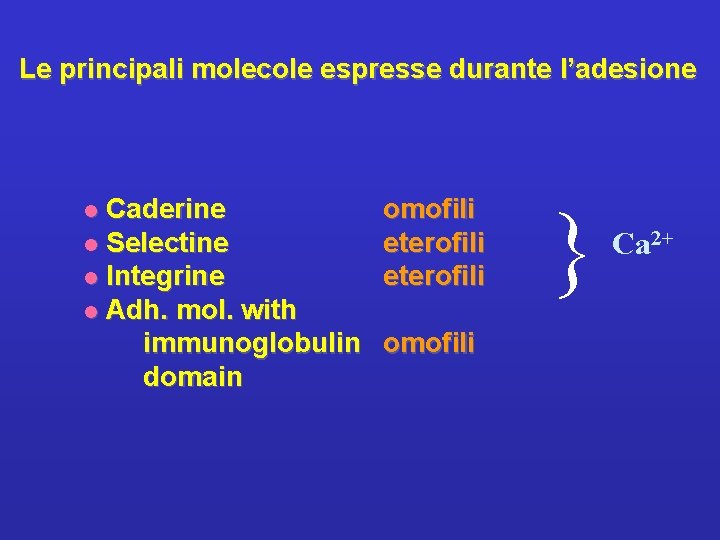 Le principali molecole espresse durante l’adesione omofili eterofili omofili { Caderine l Selectine l