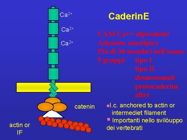 Caderin. E Ca 2+ CAM Ca++ dipendenti Adesione omotipica Più di 30 membri nell’uomo