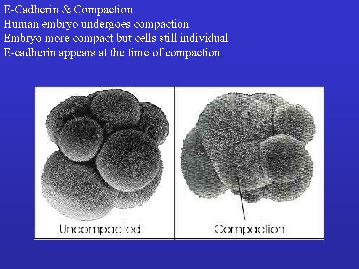 E-Cadherin & Compaction Human embryo undergoes compaction Embryo more compact but cells still individual