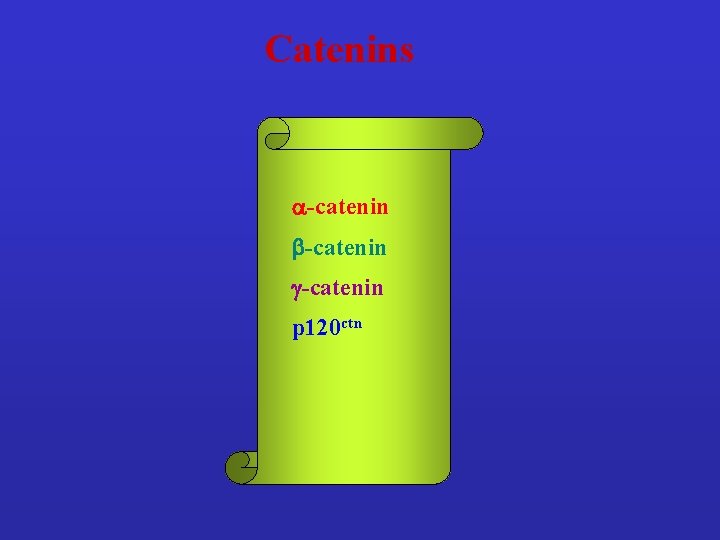 Catenins a-catenin b-catenin g-catenin p 120 ctn 