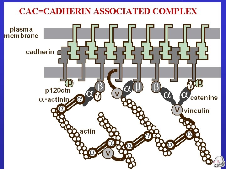 CAC=CADHERIN ASSOCIATED COMPLEX 