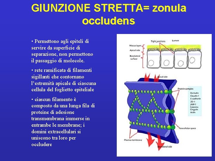 GIUNZIONE STRETTA= zonula occludens • Permettono agli epiteli di servire da superficie di separazione,