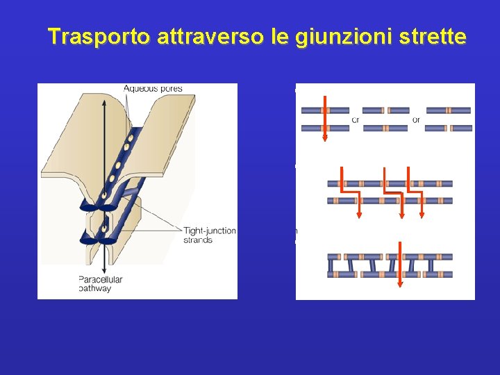 Trasporto attraverso le giunzioni strette 