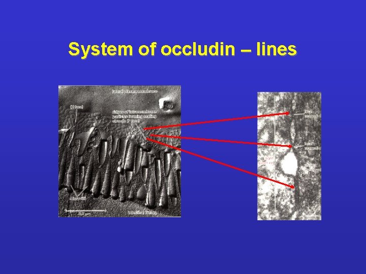 System of occludin – lines 