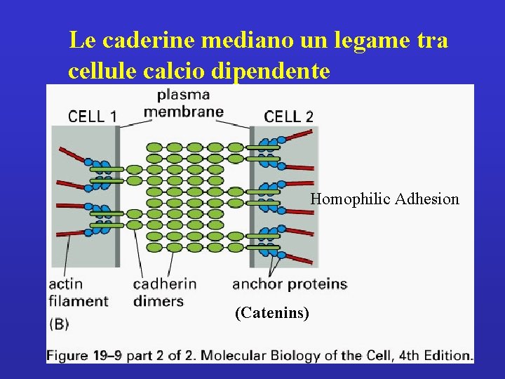 Le caderine mediano un legame tra cellule calcio dipendente Homophilic Adhesion (Catenins) 