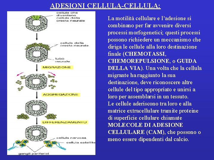 ADESIONI CELLULA-CELLULA: La motilità cellulare e l’adesione si combinano per far avvenire diversi processi