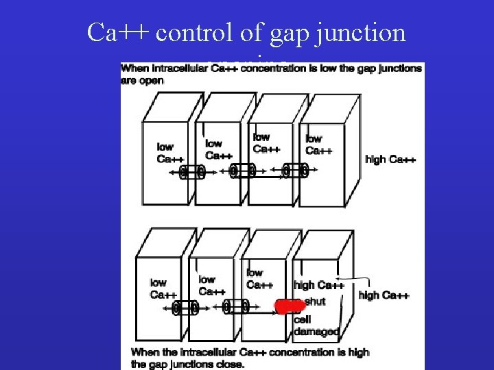 Ca++ control of gap junction opening • 