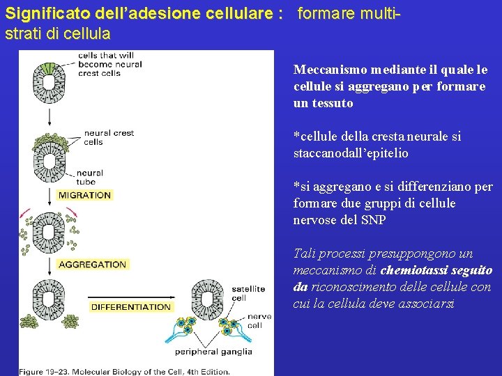 Significato dell’adesione cellulare : formare multistrati di cellula Meccanismo mediante il quale le cellule