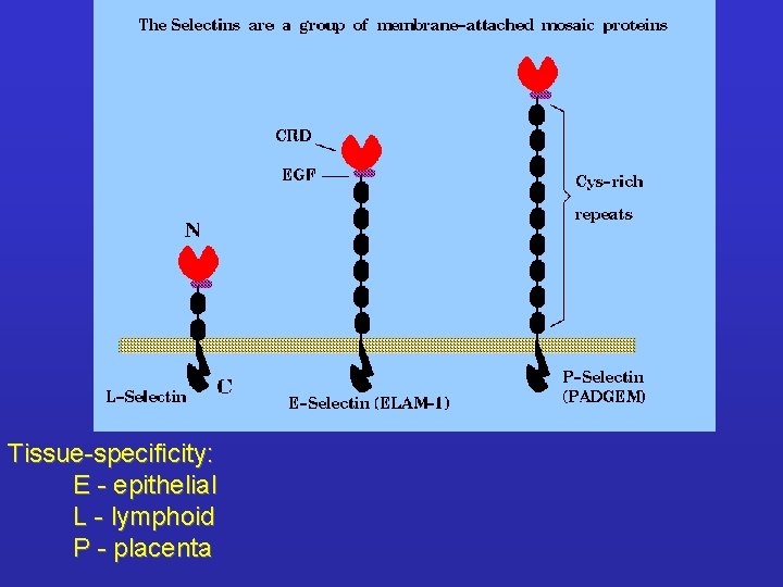 Tissue-specificity: E - epithelial L - lymphoid P - placenta 