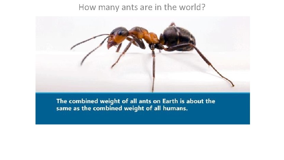 How many ants are in the world? 